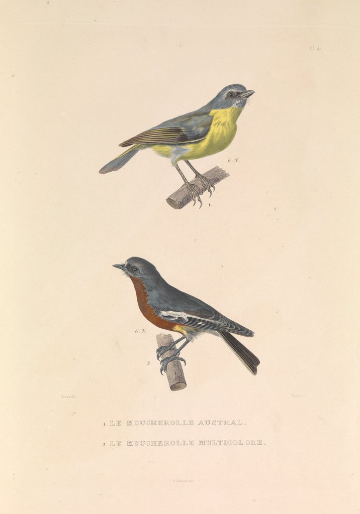 Detail of 'The Australian Flycatcher and the Flycatcher Multicolor' by Hyacinthe de Bougainville