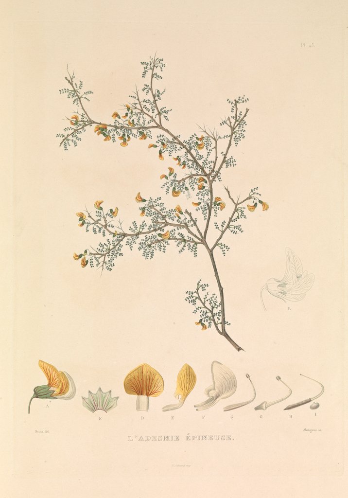 Detail of 'The Adesmie Épineuse' by Hyacinthe de Bougainville