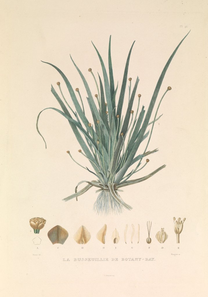 Detail of 'The Busseuillie of Botany Bay' by Hyacinthe de Bougainville