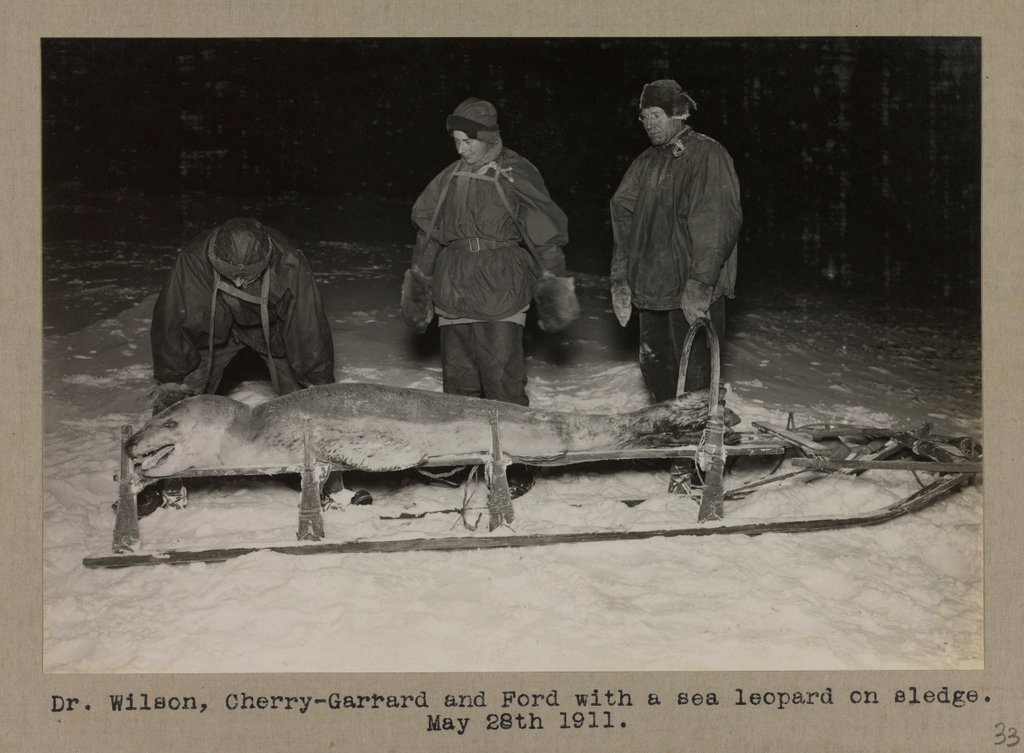 Detail of Dr. Wilson, Cherry-Garrard and Ford with a sea leopard on sledge by Herbert George Ponting